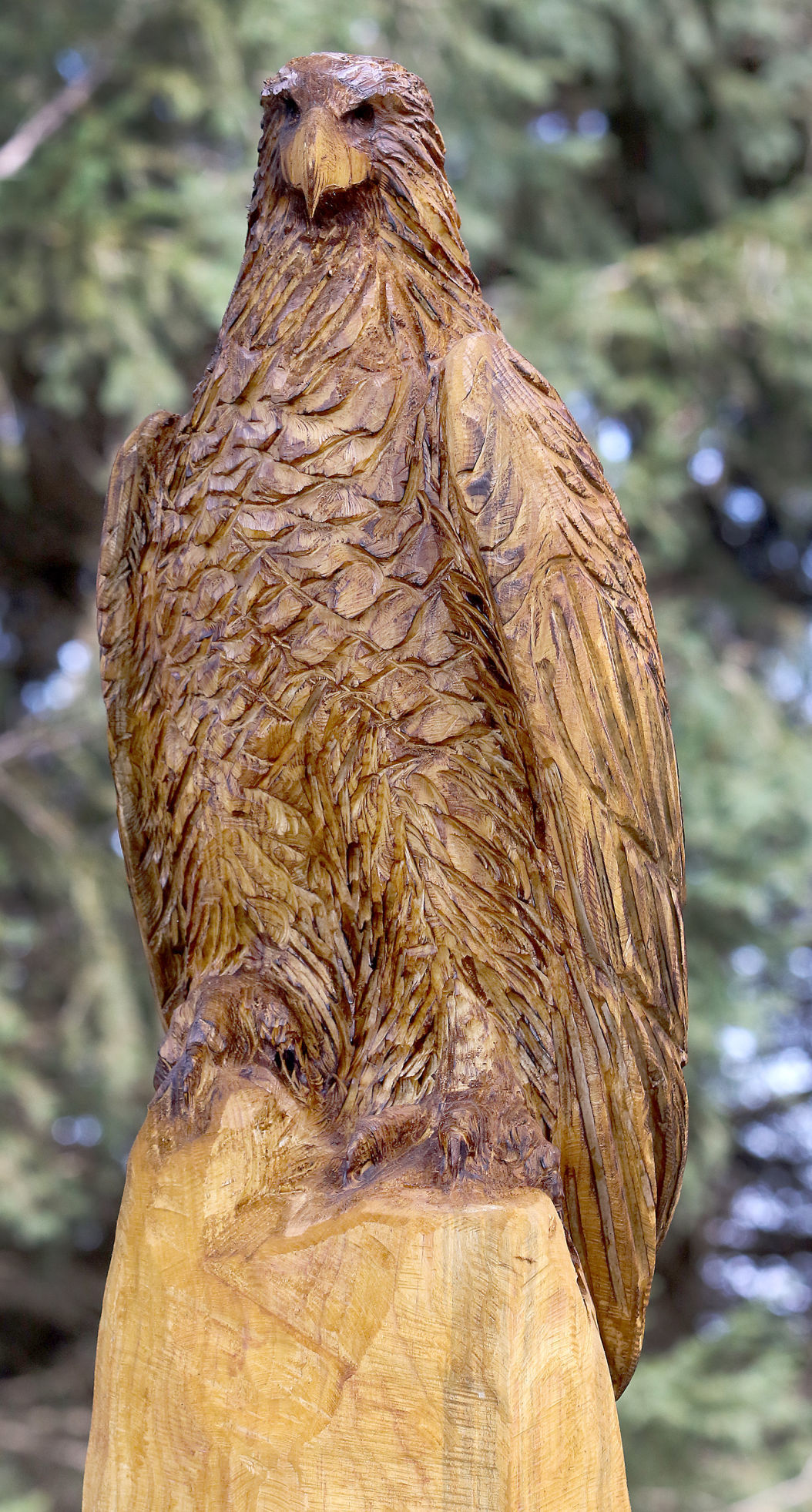 Golden eagle